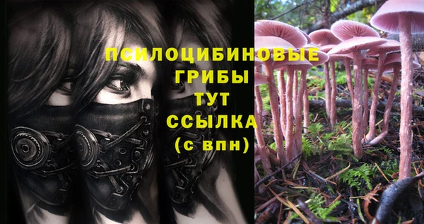 ПСИЛОЦИБИНОВЫЕ ГРИБЫ Алзамай